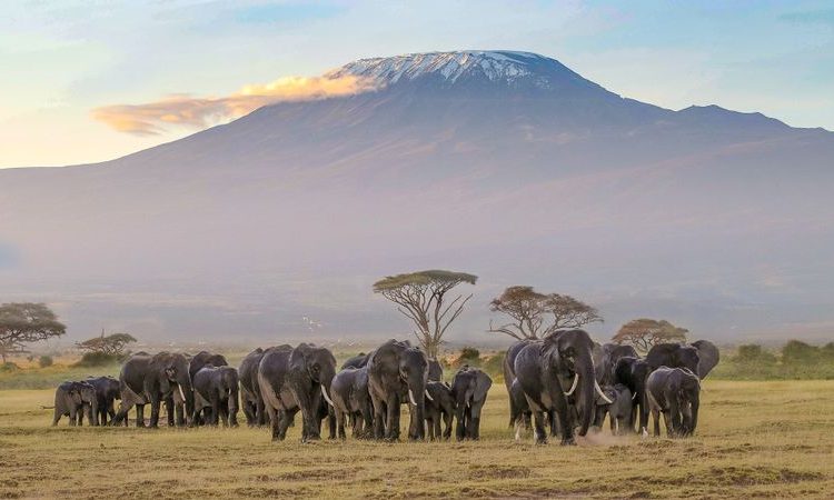 What is famous with Amboseli safari in Kenya  Cover Image